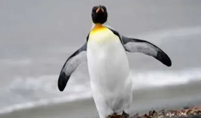 Las parejas de pingüinos rey solo se reproducen y crían a su descendencia en islas del Océano Antártico.