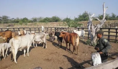 Recuperación de varias cabezas de ganado 