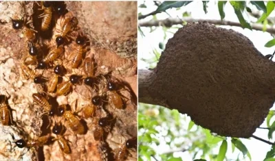  El comején suele ocasionar problemas donde sea que abunde material rico en celulosa.