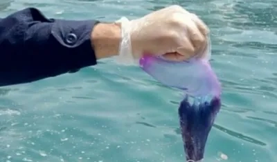 La fragata portuguesa es color violeta.