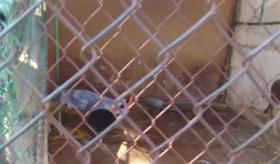 El empleado encontrado sin vida en la jaula después de ser atacado por el felino.