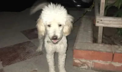 Perro french poodle hallado en El Barrio Modelo.