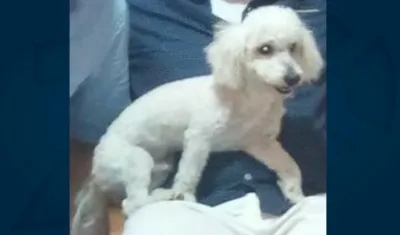 'Toby' perrito extraviado.