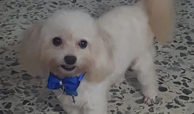 'Toby' perrito perdido.