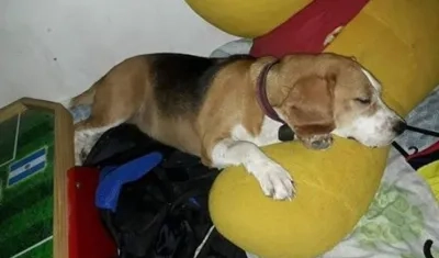 'Kiara' perrita perdida.