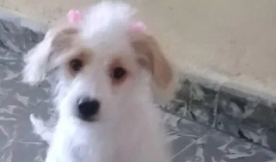 'Princesa' cachorra perdida.