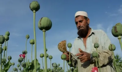 La producción de opio en Afganistán creció un 87 % durante 2017.