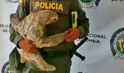 Este fue el oso perezoso rescatado por la Policía Ambiental del Atlántico.