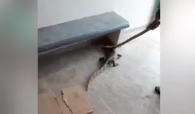 Babilla hallada en el camerino.