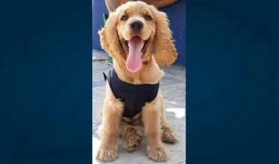 'Scooby', mascota perdida.