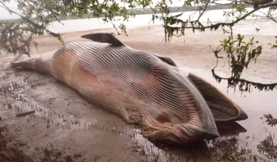 La ballena fue hallada por la Armada Nacional.