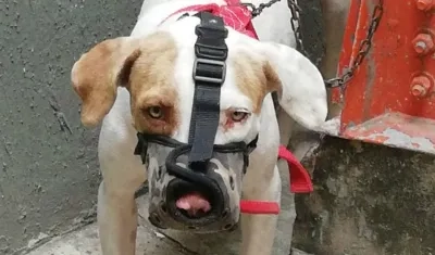 El perro quedó a disposición de la autoridad ambiental.