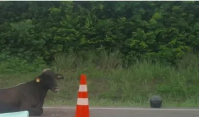 La vaca en el sitio del accidente.