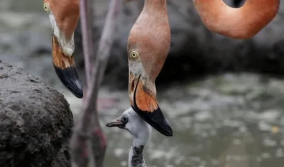 Polluelo de flamenco rosado (phoenicopterus ruber) en el Oasis Portuario de la terminal de cruceros de la Sociedad Portuaria de Cartagen