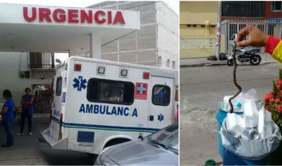Hospital Niño Jesús y la culebra cascabel muerta.
