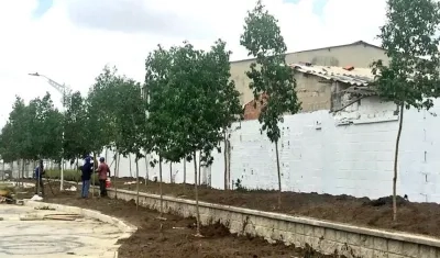Inicio de la siembra de árboles en los alredores de los nuevos escenarios deportivos.