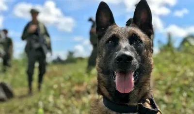 Killer era un can experto en detectar antiexplosivos.