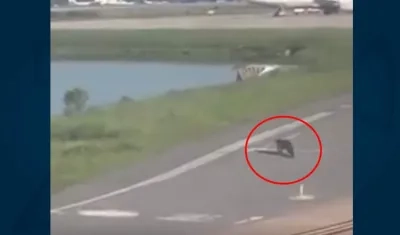 Momentos en que el caimán caminaba por la pista del aeropuerto.