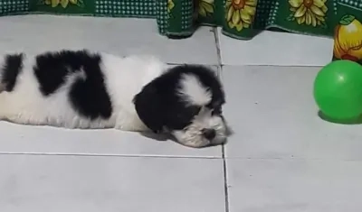 'Bolt', perrito extraviado.