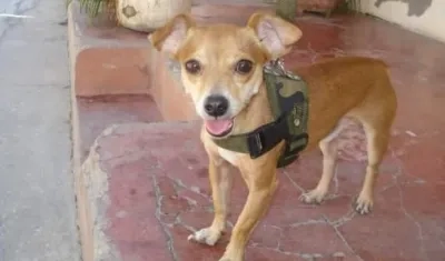 'Cochi' perrito extraviado.