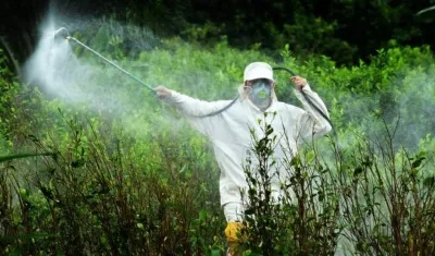 Los cultivos de coca alcanzaron una cifra récord de 209.000 hectáreas.