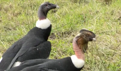 Cóndores como estos fueron los muertos por plaguicidas.