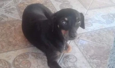 'Ruky' perrito perdido.