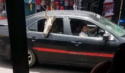 Burro a bordo de un carro.
