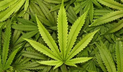 Las licencias de cultivo las da el Ministerio de Justicia.