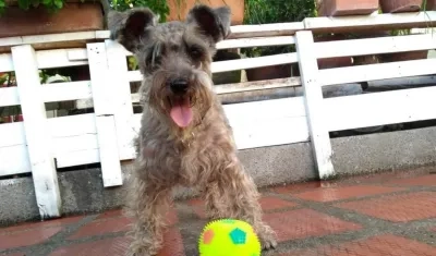 'Tina' perrita perdida.