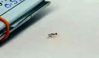 Hormiga al momento de tomar el diamante.