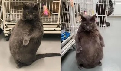 'Bruno' gato en adopción en Illinois, Estados Unidos.