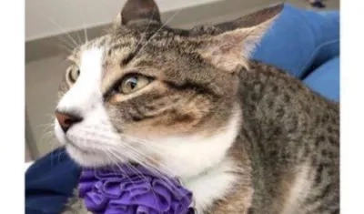 'Milu' gata perdida.