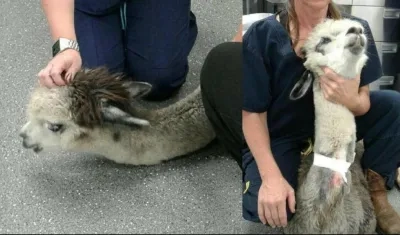 Los veterinarios no pudieron salvarle la vida a la alpaca en Florida.