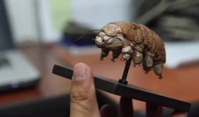 Un tardígrado o también llamado 'osito de agua'.