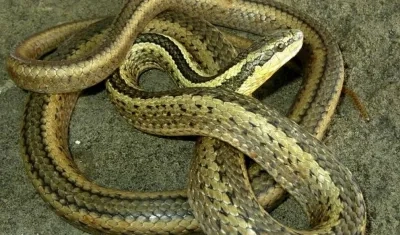 Fotografía cedida por el Instituto Nacional de Biodiversidad (Inabio) de Ecuador de una serpiente "Pseudalsophis thomasi", en Galápagos (Ecuador). 