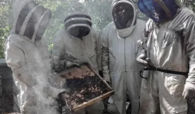 Apicultores con abejas muertas en Tierralta.