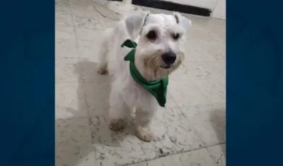 Max’, un cachorro schnauzer, extraviado.
