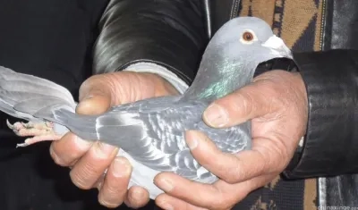  Los dos condenados admitieron haber usado la red ferroviaria china para que sus palomas "volaran" más rápido que otras.