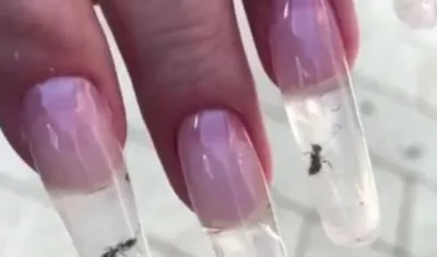 Los insectos son insertados vivos en las uñas acrílicas.