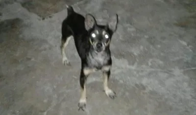 'Azabache' perrito perdido.