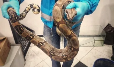 La boa encontrada en el bus. 