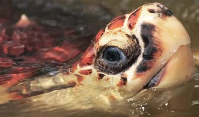 "Estamos en plena temporada de anidamiento", dijo Ministro de Vivienda sobre la tortuga carey.