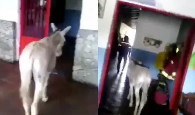 El burro entrando a la estación de bomberos en Mérida.