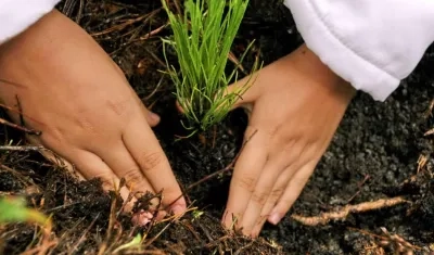 Investigan los contratos adjudicados por la CVS para la reforestación de las cuencas de los ríos Canalete y Alta del río Sinú.