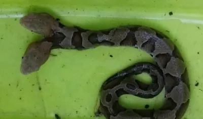 Esta es la serpiente de dos cabezas.