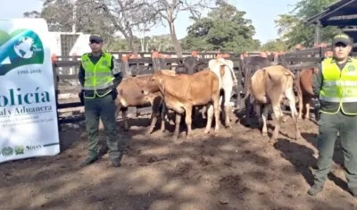 En la última semana, en los puestos de control se inspeccionaron más de 1.577 cabezas de ganado.