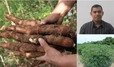 El investigador Rommel Igor León Pacheco, del Centro de Investigación Caribia de Agrosavia, habló de las variedades de yuca.