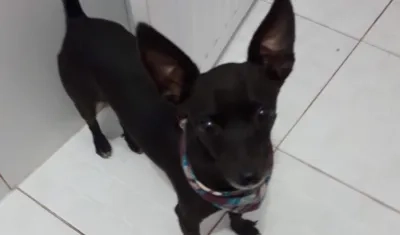 'Toby' mascota perdida en Costa Hermosa.