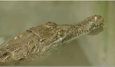  Esta medida permitirá la recolección de huevos entre enero y abril.